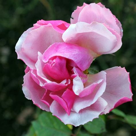 January Rose (January